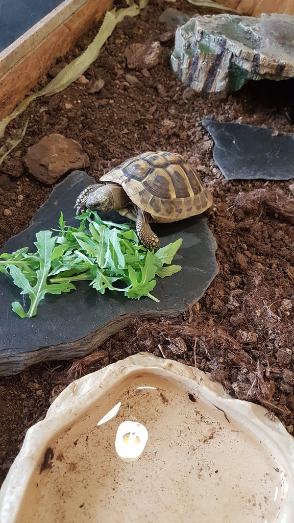 Griechische Landschildkröte männlich abzugeben