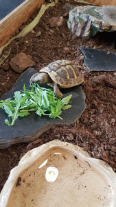 Griechische Landschildkröte männlich abzugeben