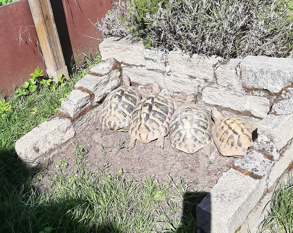 Griechische Landschildkröten Gruppe