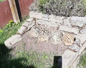 Griechische Landschildkröten Gruppe