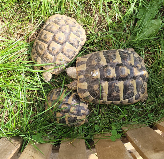 Schildkrötengruppe sucht ein liebevolles, artgerechtes Zuhause