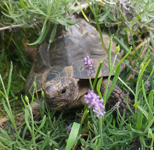Suche weibliche maurische Landschildkröte