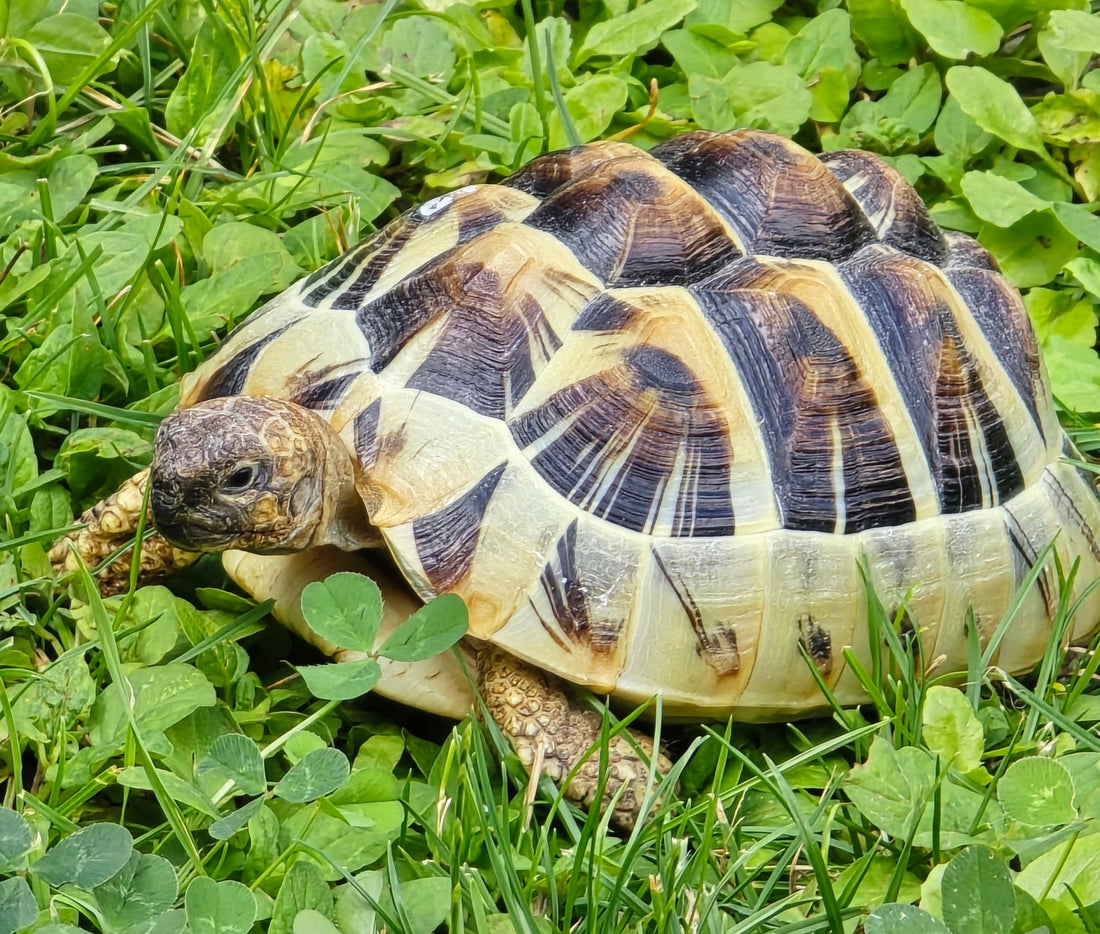 Griechische Landschildkröten