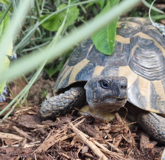 Griechische Landschildkröte Männlich 24 Jahre alt