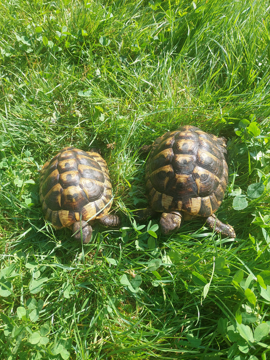 2 griechische Landschildkröten
