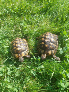 2 griechische Landschildkröten