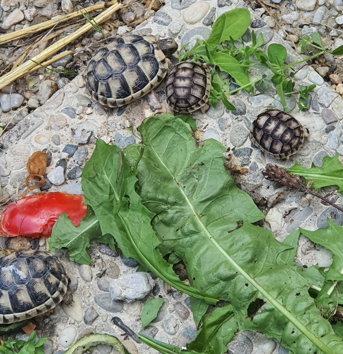Breitrandschildkröten