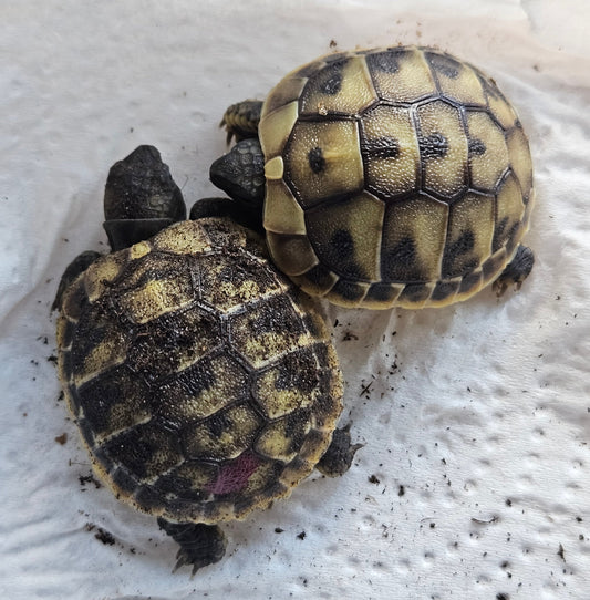 Testudo Hermanni NZ 2025