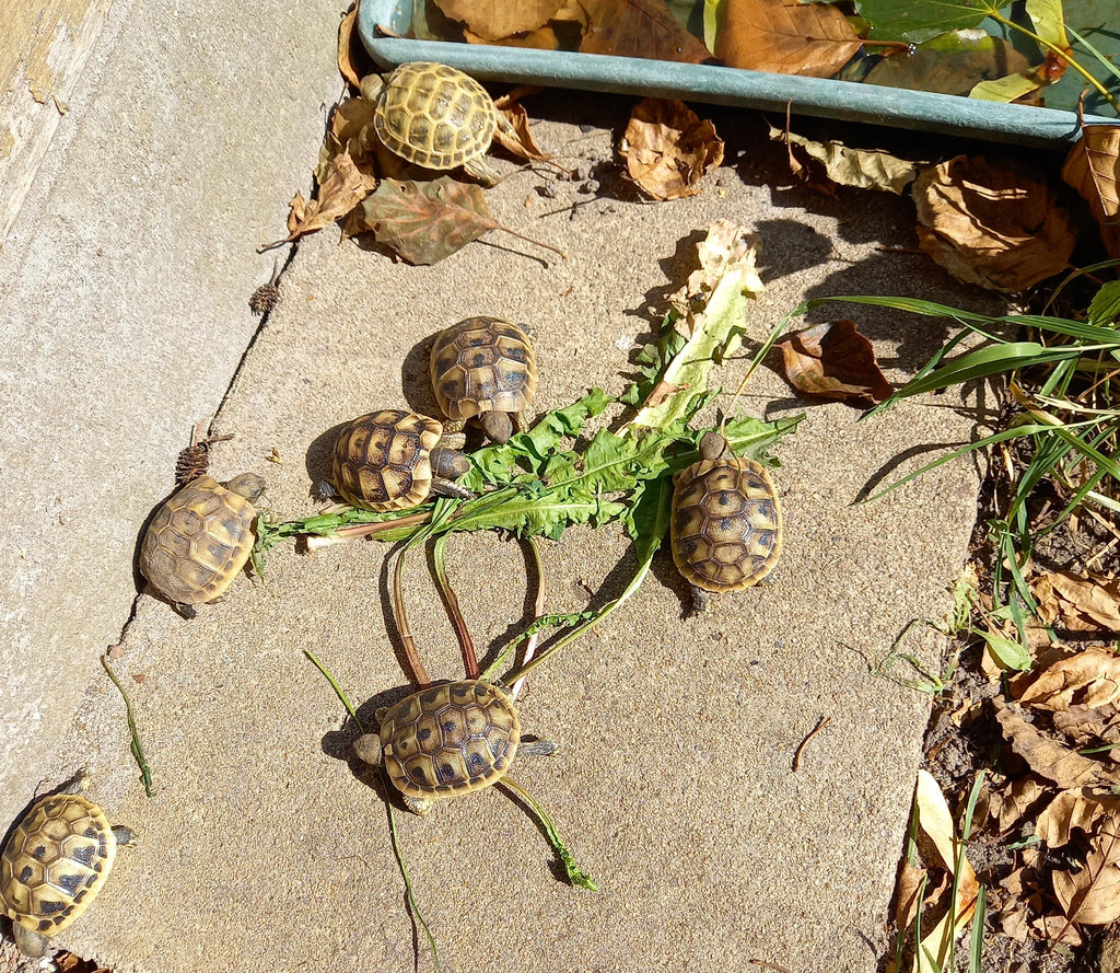 Griechische und Steppenschildkröten