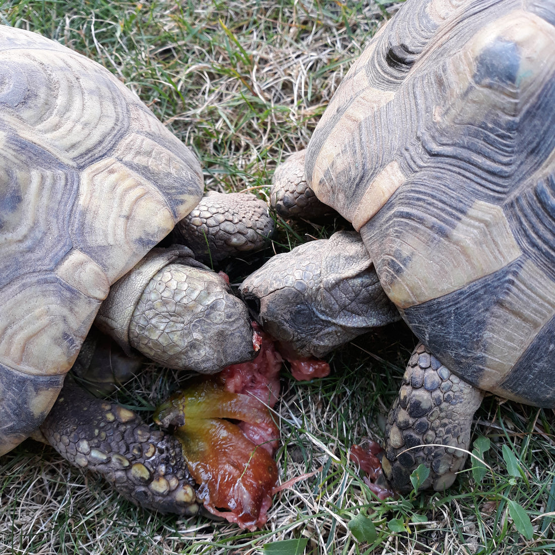 Griechische Landschildkröten männlich
