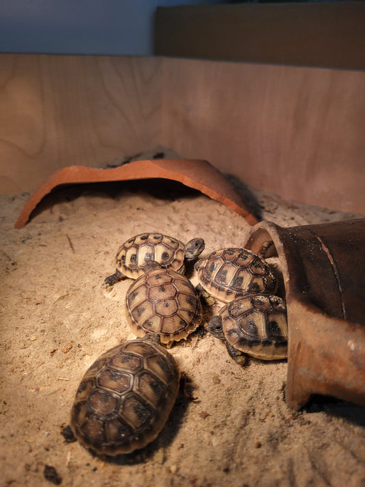Griechische Landschildkröte