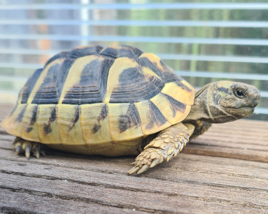 Griechische Landschildkröten Thb NZ 2020 weiblich