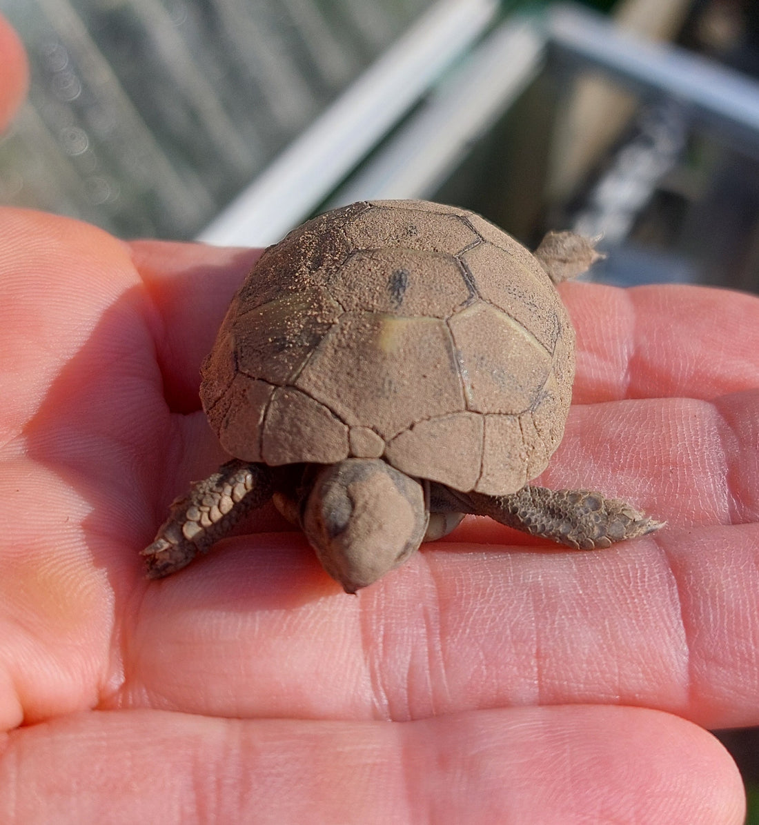 Griechische Landschildkröte