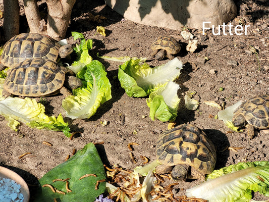 Griechische Landschildkröten NZ 2024