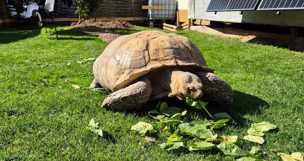 Spornschildkröte 35 Jahre