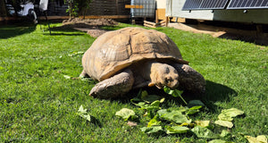 Spornschildkröte 35 Jahre