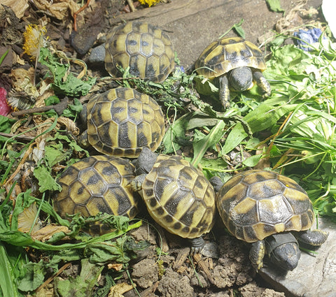 Griechische Landschildkröte THB Nz 2024 zu verkaufen