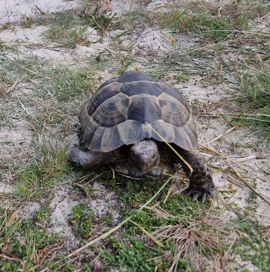 Verschenke Maurische Landschildkröte