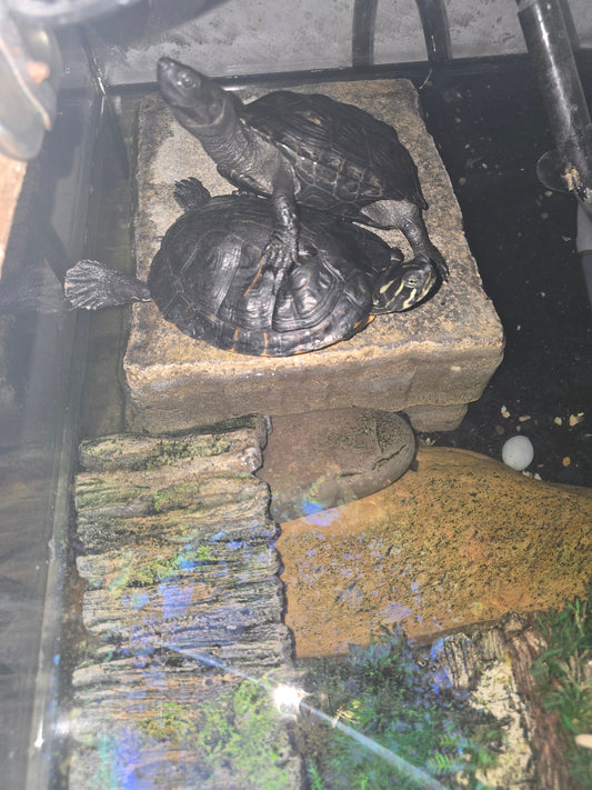 Schildkröten