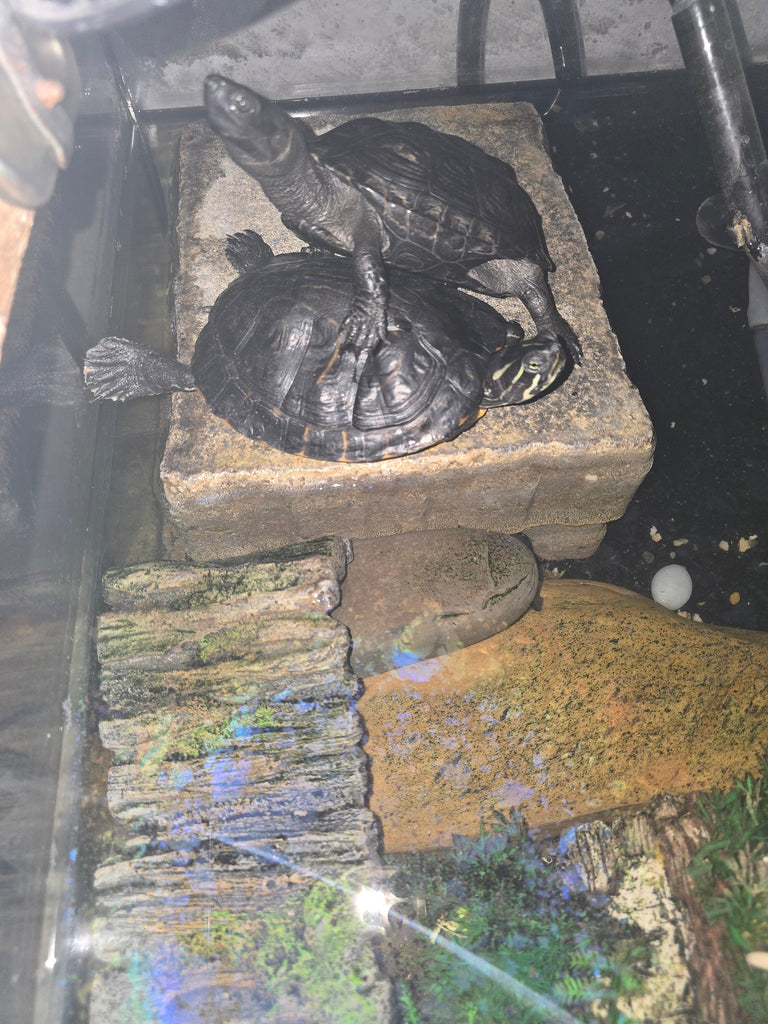 Schildkröten