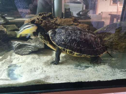 Wasserschildkröte 25 Jahre alt Gelbwangenschmuckschildkröte (Trachemys scripta scripta)
