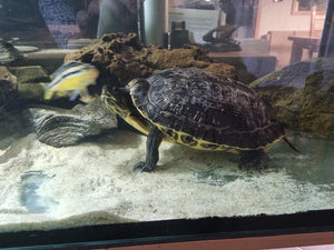 Wasserschildkröte 25 Jahre alt Gelbwangenschmuckschildkröte (Trachemys scripta scripta)