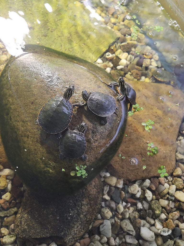 Wasserschildkröte, Chrysemis picta bellii