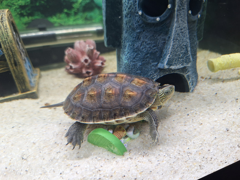 Chinesische Drei-Streifen-Schildkröte
