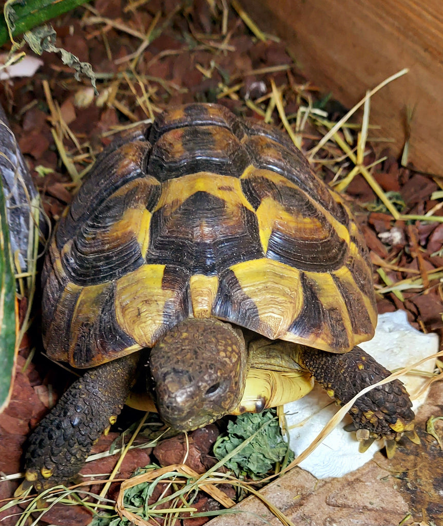 Griechische Landschildkröten NZ 2022 zu verkaufen