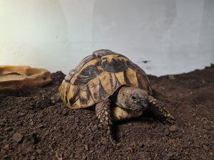 Griechische Landschildkröte zu verschenken