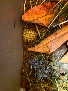 Liebevolle Testudo hermanni
