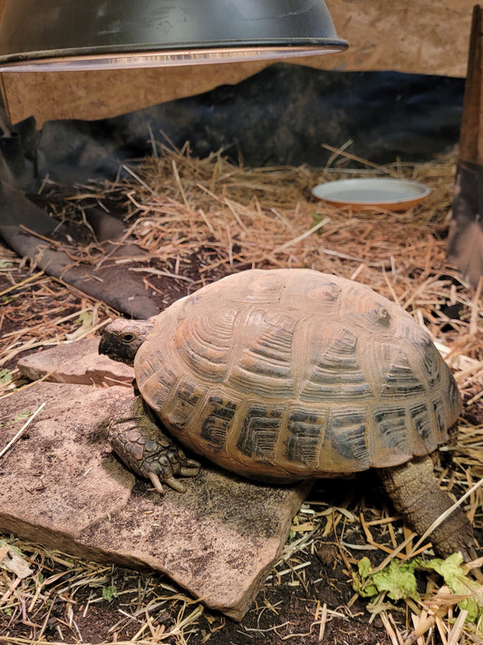 Vierzehenschildkröte weibl.