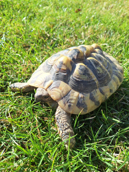 Griechische Landschildkröte - Weibchen