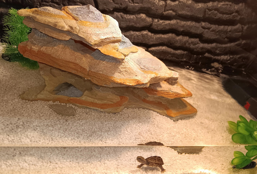 Wasserschildkröte Moschusschildkröte