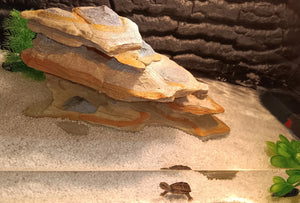 Wasserschildkröte Moschusschildkröte