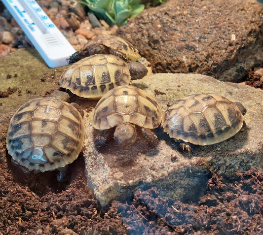 Griechische Landschildkröten NZ 2025 zu verkaufen