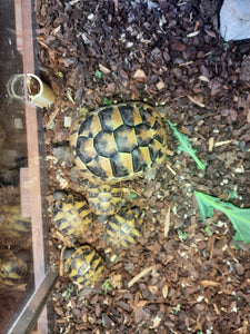 Griechische Landschildkröten Schlupf 2024 zu verkaufen