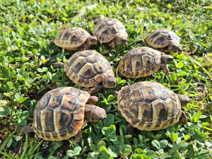 Griechische Landschildkröten THB Babys NZ 24 zu verkaufen