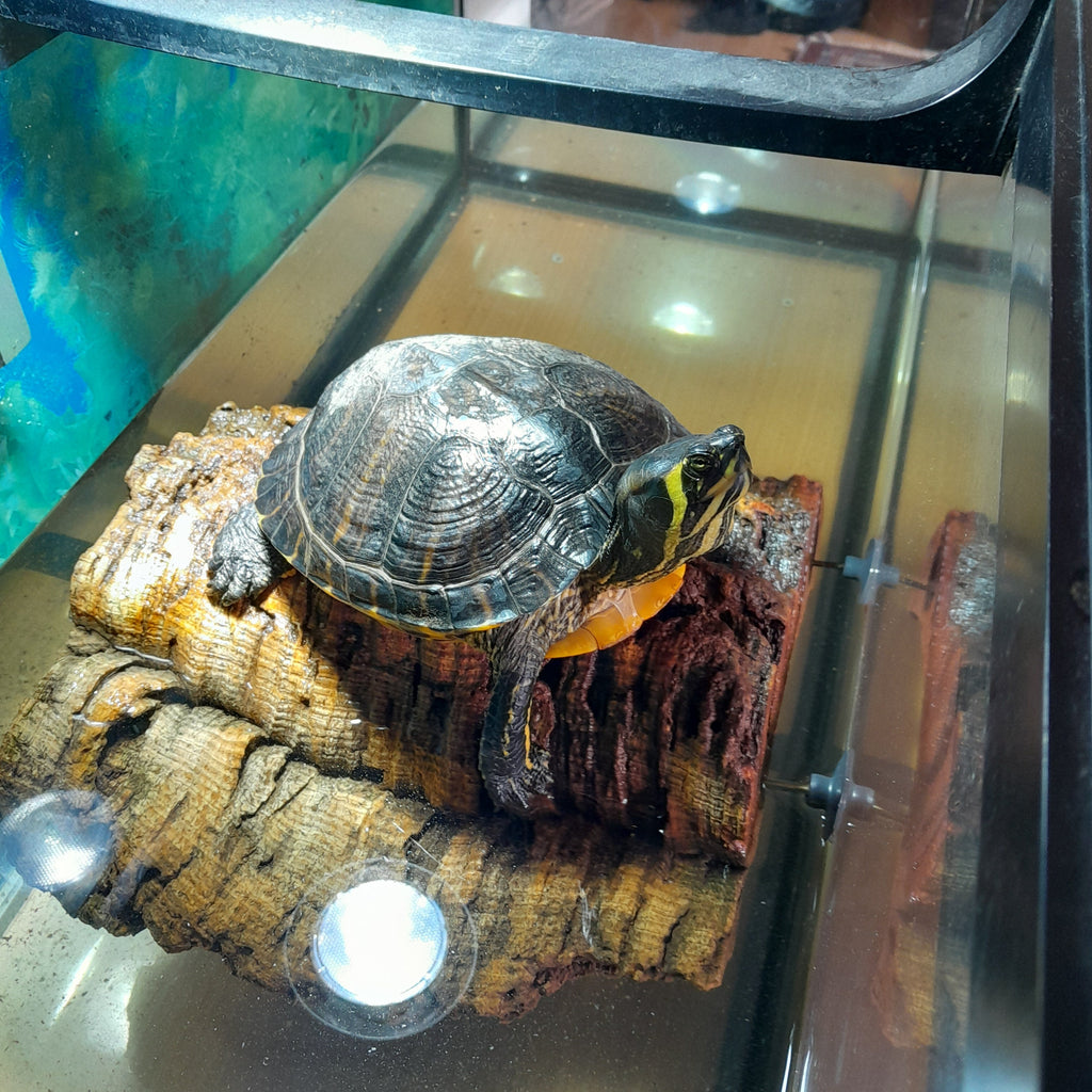 Gelbwangenschildkröte abzugeben