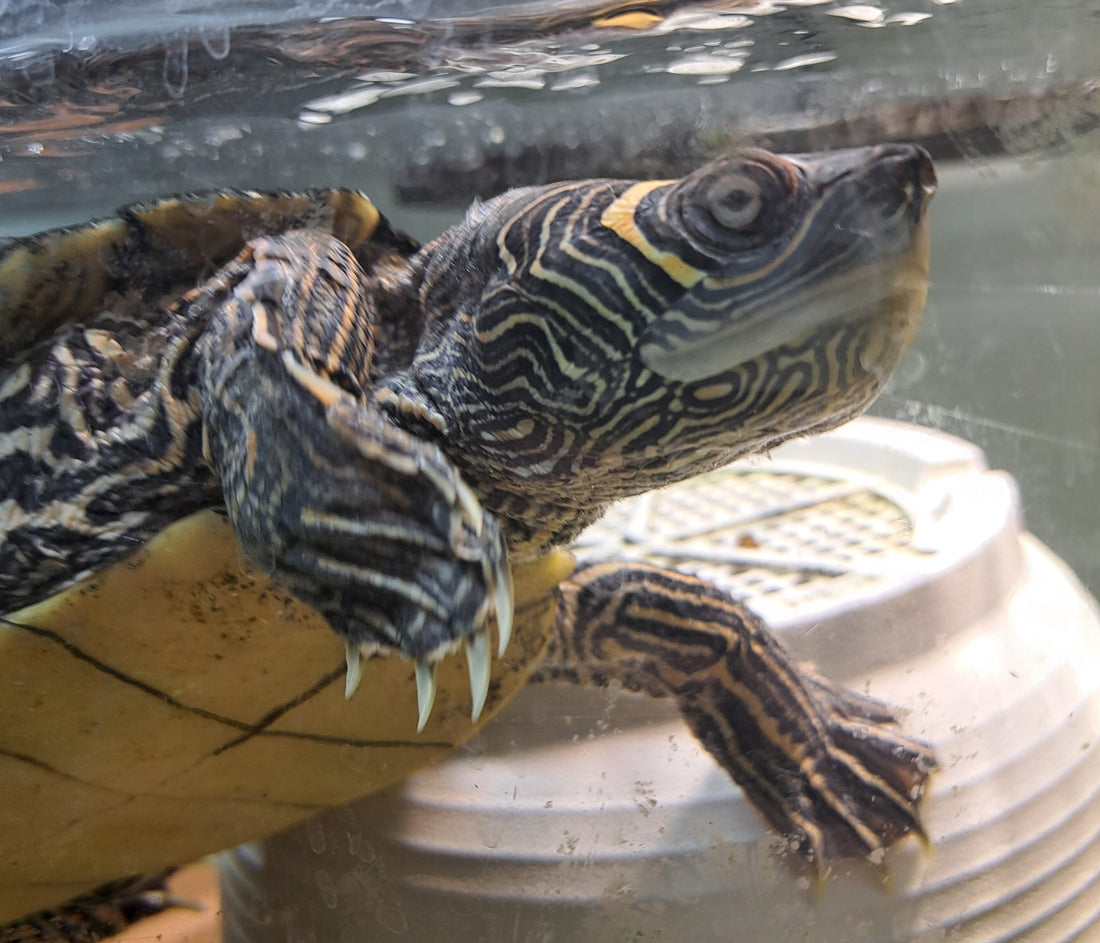 2 Mississippi-Höckerschildkröten zu verkaufen