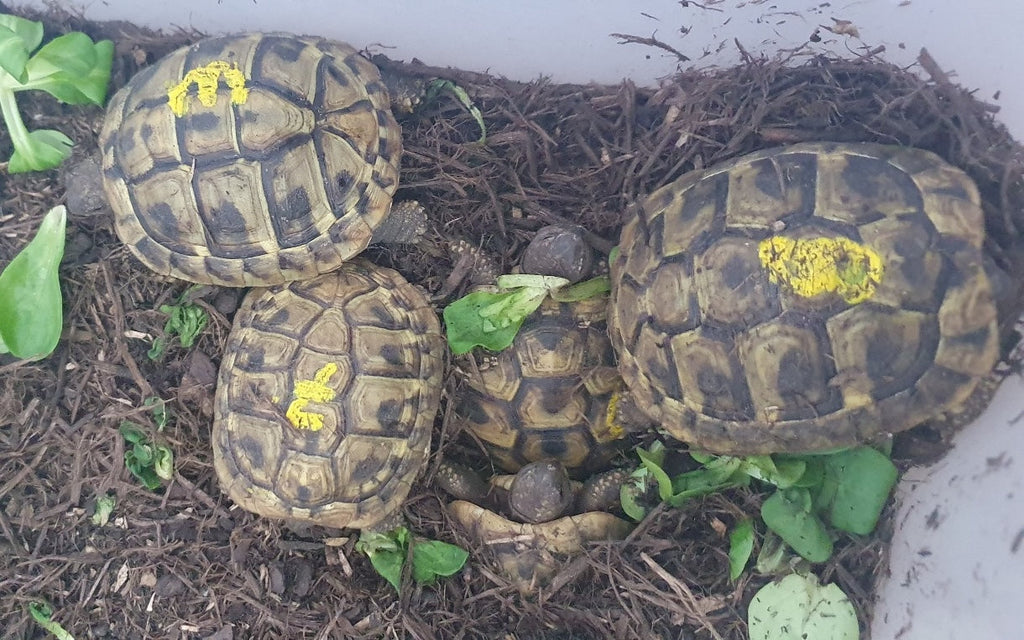 3-jährige griechische Landschildkröten (2022)