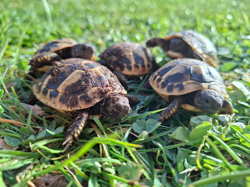 Wunderschöne Griechische Landschildkröten testudo hermanni NZ aus 2024 abzugeben