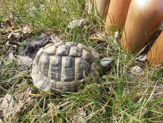 Suche 2 weibliche gr. Landschildkröten