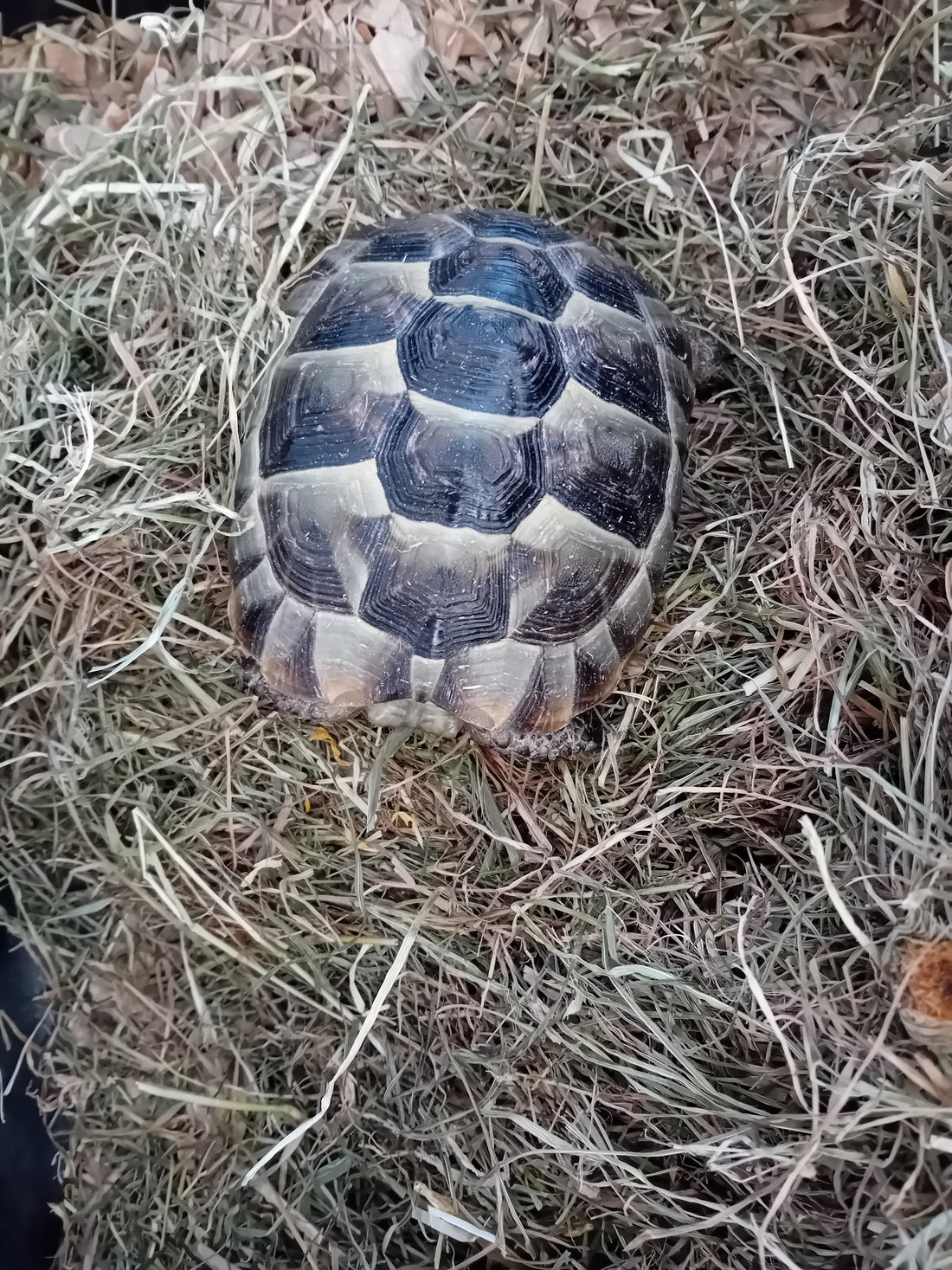 Maurische Landschildkröte