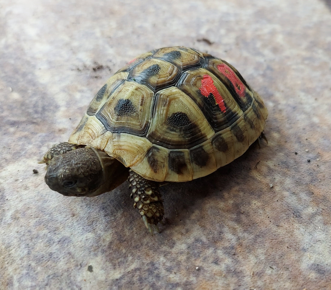 Griechische Landschildkröte NZ 23 sucht neues Habitat