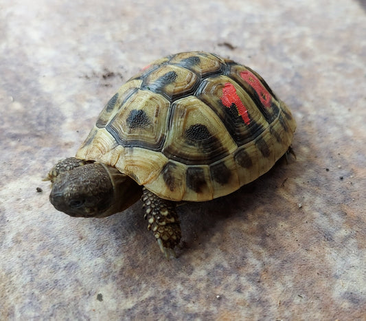 Griechische Landschildkröte NZ 23 sucht neues Habitat