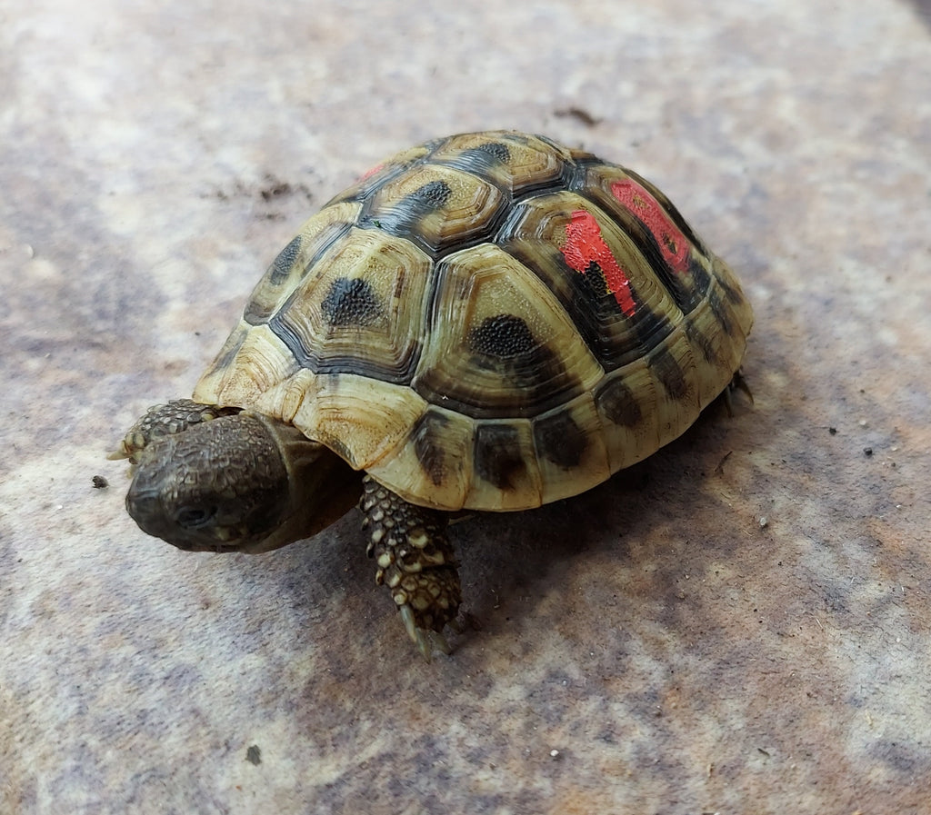 Griechische Landschildkröte NZ 23 sucht neues Habitat