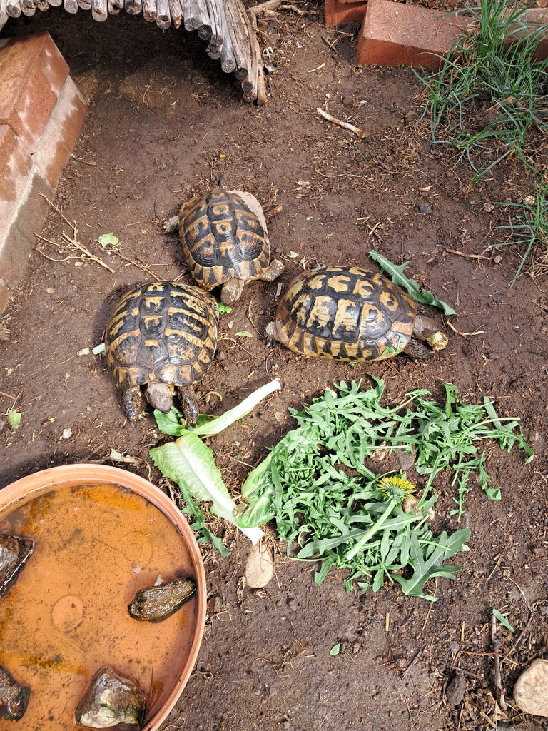 Dalmatinische und griechische Landschildkröten zu verkaufen