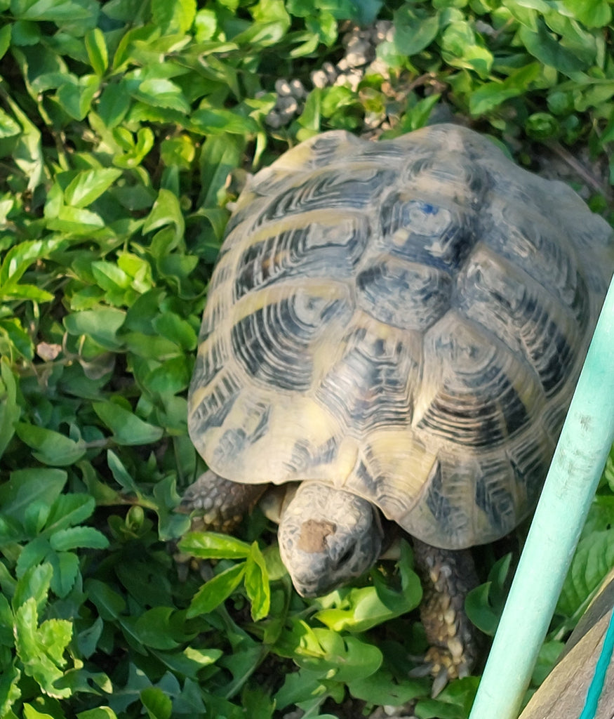 Männ. griechische Landschildkröte geb. 2016