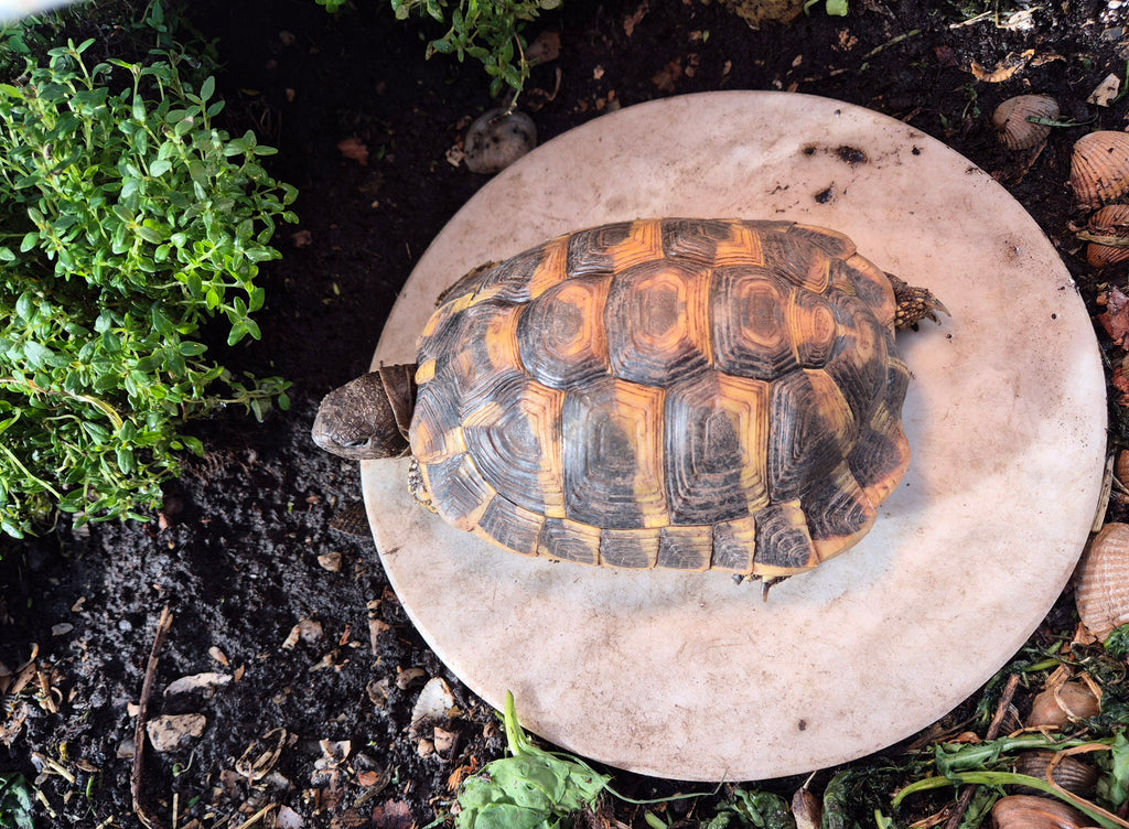 Männliche Landschildkröte, Schlupf 2019 abzugeben